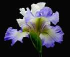 Tall Bearded Iris ~ Alizes Art Print