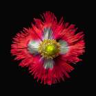 Poppy ~ Danish Flag Art Print