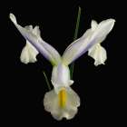 Dutch Iris 2 Art Print