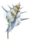 Murex Alabaster I Art Print