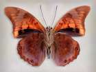 Prepona Praeneste Confusa - Underside Art Print