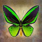 Common Green Birdwing Art Print