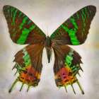 Urania Riphens Art Print