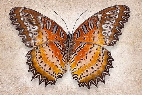 Red Laceing Art Print by Richard Reynolds