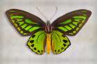 Priams Birdwing Art Print