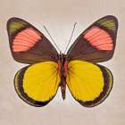 Painted Beauty Underside Art Print