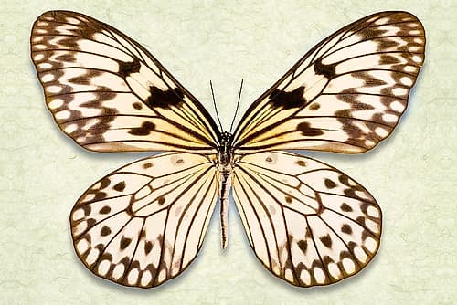 Rice Paper Butterfly Art Print