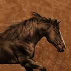 Eastward Gallop Art Print