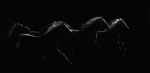 Moonlight Dancers Photography Print