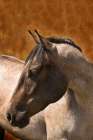 Leos Son Art Print
