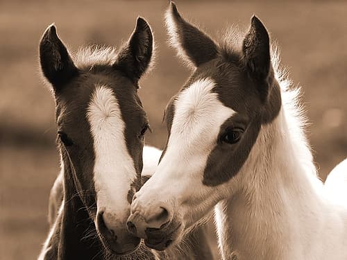 Playful Friends Photography Print