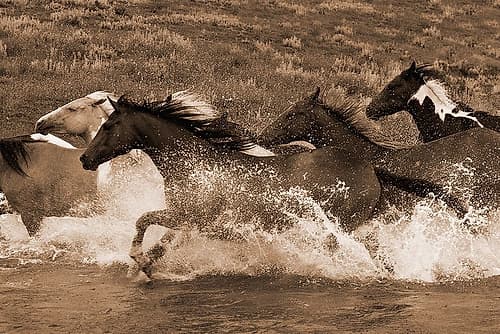 River Race Photography Print