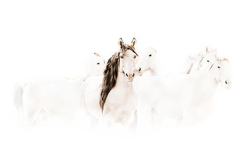 The Family Photography Print