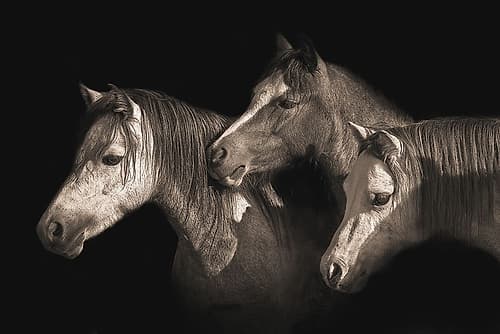 Three Ponies Photography Print