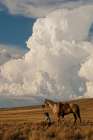 Thunder On the Prairie Art Print