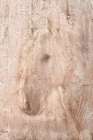 The White Stallion Art Print
