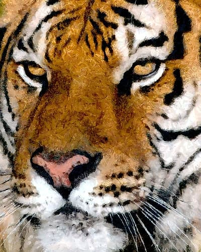 Portrait of a Tiger Impressionniste reproduction