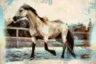 Arabian Trot II Art Print