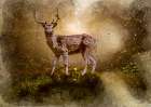 Deer In the Forest Art Print