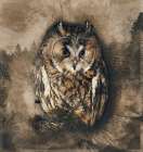 Owl In the Wild Art Print