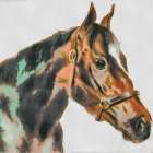 Portrait of a Winner Art Print