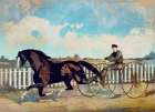 Trotter Art Print