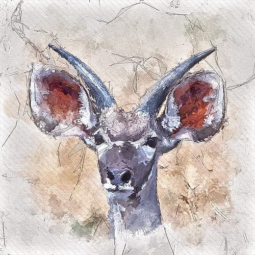 Young Kudu Animaux reproduction