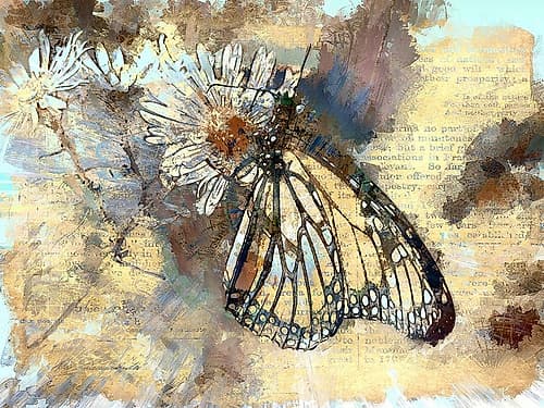 Butterfly Wings Art Print
