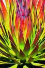 Agave II Art Print