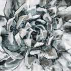 Cereus Aeonium Still Life Print