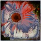 Floral Blue Art Print