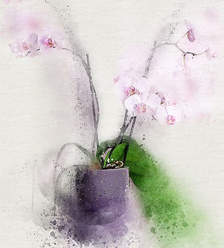Pink Orchids II Art Print
