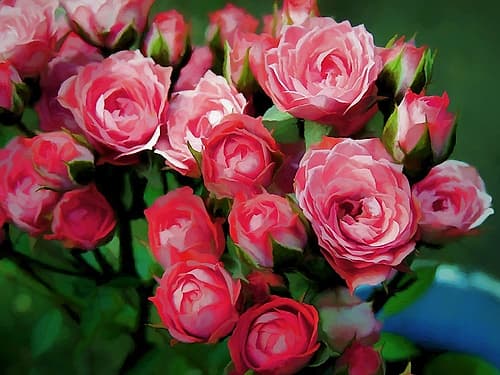 Pot of Roses Art Print