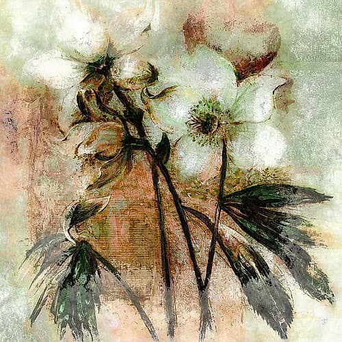 White Petals I Art Print