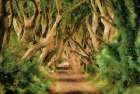 Tree Lane Art Print