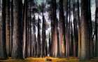 Into the Forest Art Print