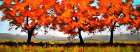 Autumn Fields Art Print