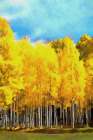 Autumn Gold Art Print