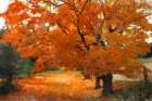 Autumn Landscape Art Print