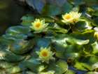Lily Pads II Art Print