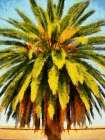 California Palm Art Print