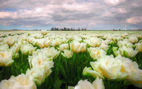 Tulip Field Art Print