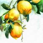Lemons Art Print