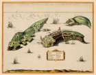 Isole Tremiti Italy - Blaeu 1662 Art Print