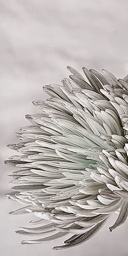 Aroma 1 Art Print