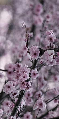 Beautiful Pink 2 Art Print