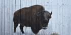 Lone Bison Art Print