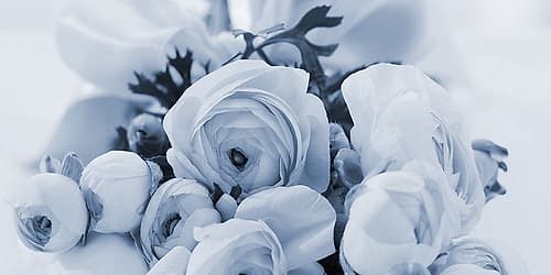 Blue Rose Garden Art Print