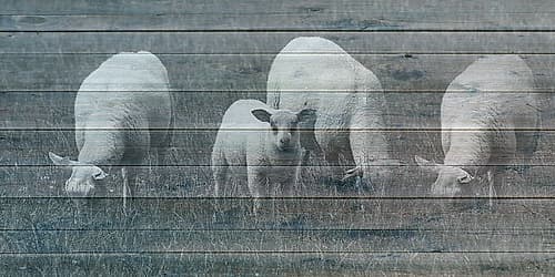 Sheepish 2 Art Print