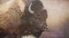 Wild Bison Art Print